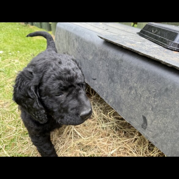 Goldendoodle - Both