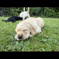 Goldendoodle - Both