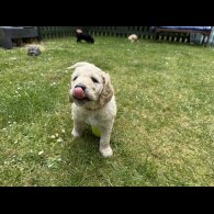 Goldendoodle - Both