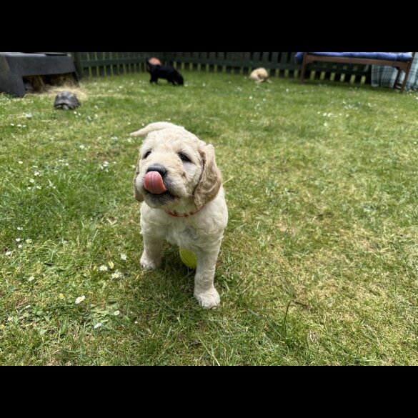 Goldendoodle - Both