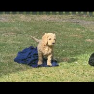 Goldendoodle - Both
