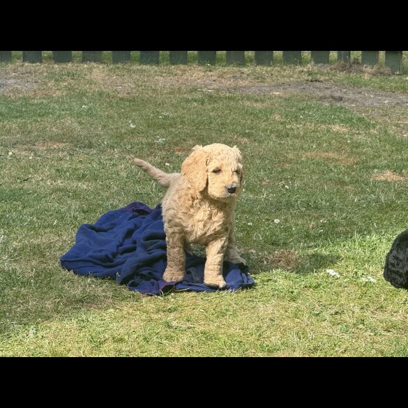 Goldendoodle - Both