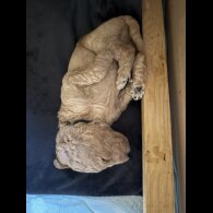 Goldendoodle - Both