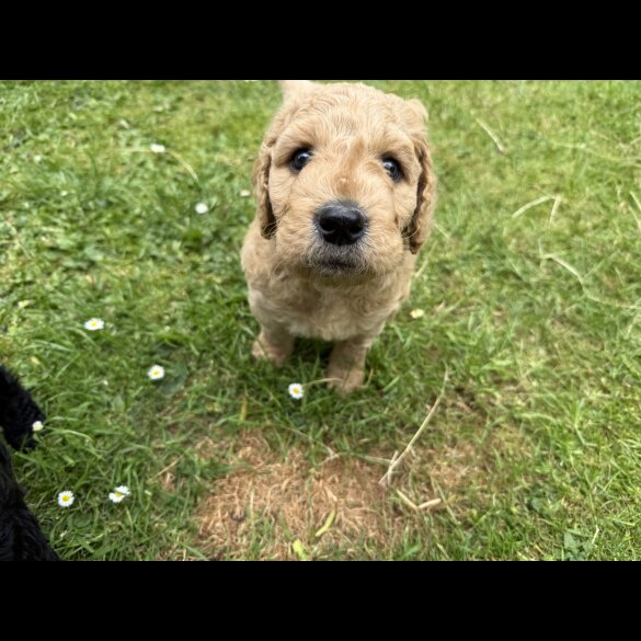 Goldendoodle - Both