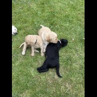 Goldendoodle - Both