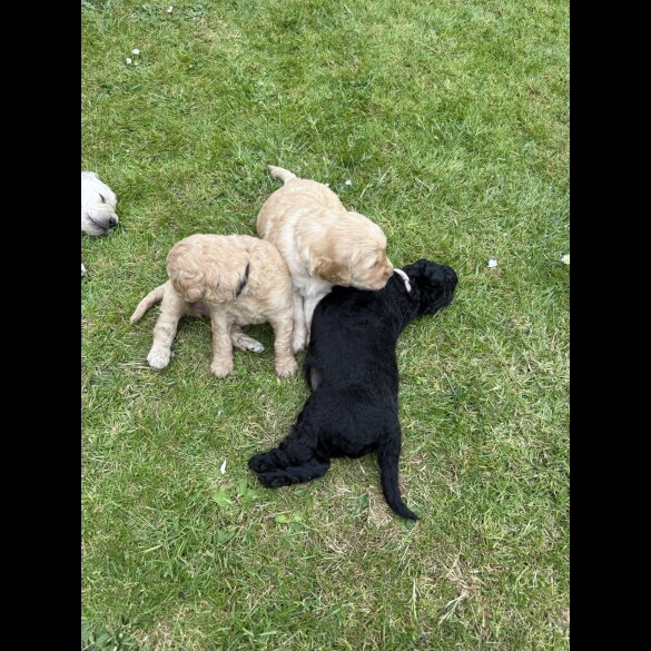 Goldendoodle - Both