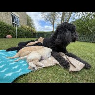 Goldendoodle - Both