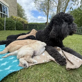 Goldendoodle - Both