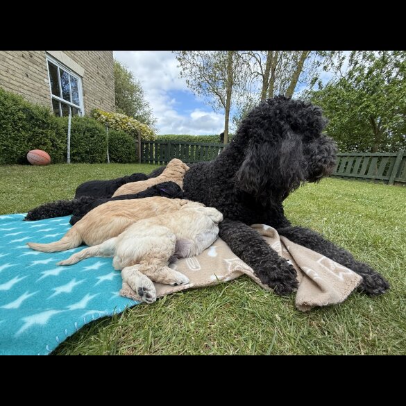 Goldendoodle - Both