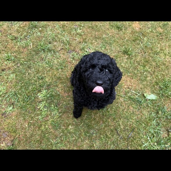 Goldendoodle - Both