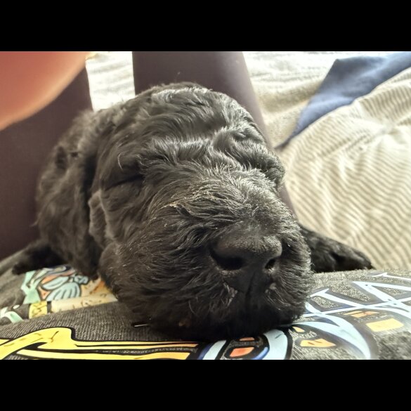 Goldendoodle - Both