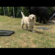 Goldendoodle - Both