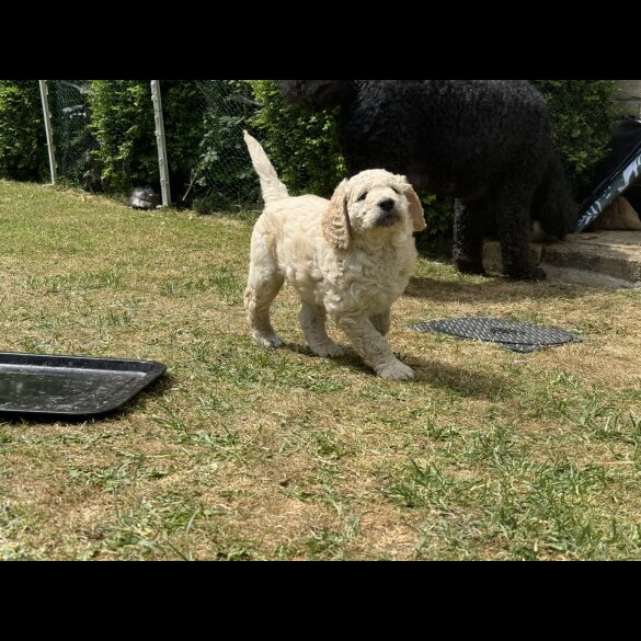 Goldendoodle - Both