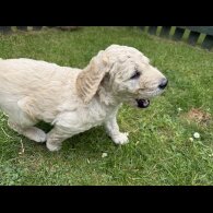 Goldendoodle - Both