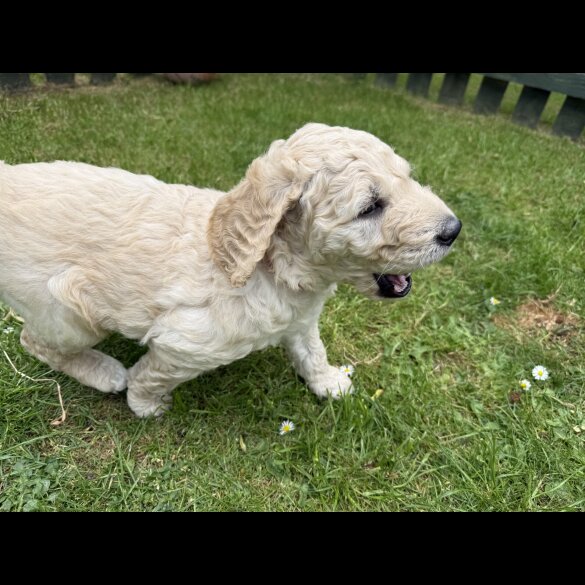 Goldendoodle - Both