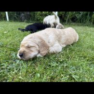 Goldendoodle - Both