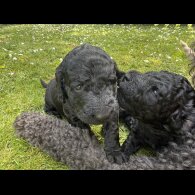 Goldendoodle - Both