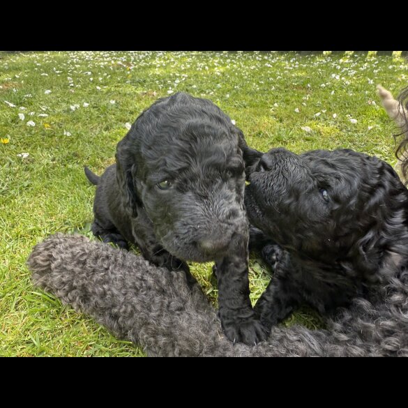 Goldendoodle - Both