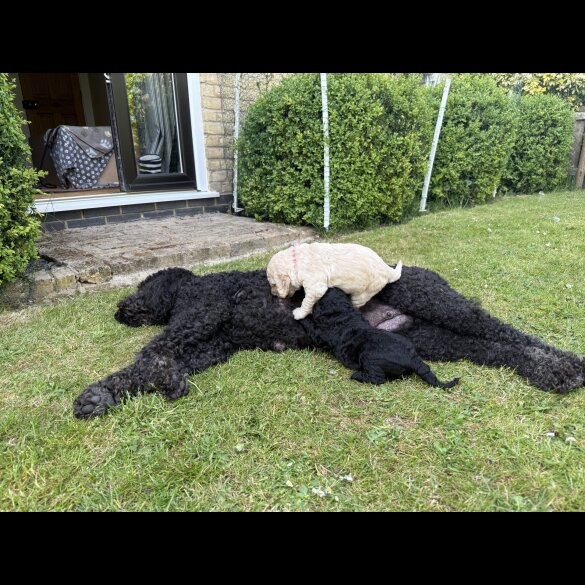 Goldendoodle - Both