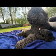 Goldendoodle - Both