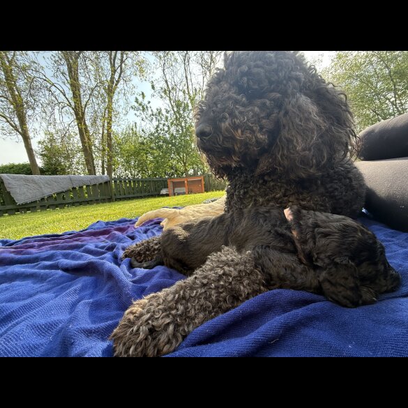 Goldendoodle - Both