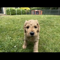 Goldendoodle - Both