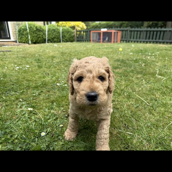 Goldendoodle - Both