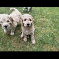 Goldendoodle - Both