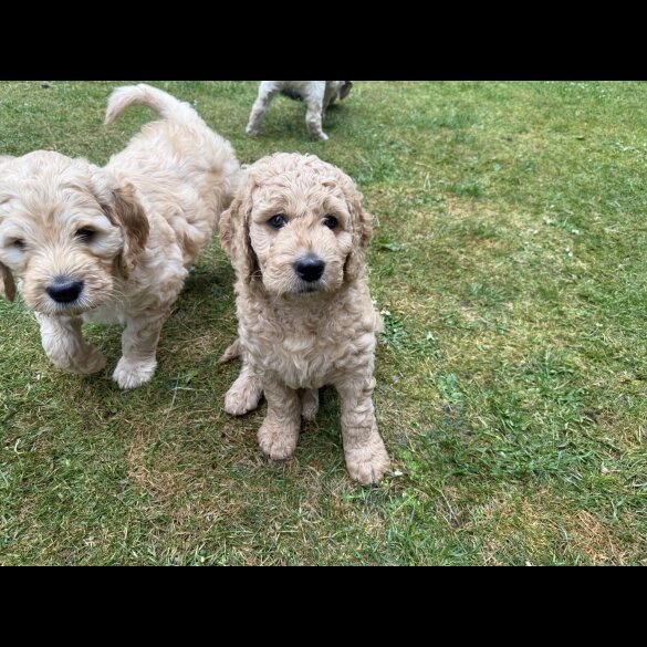 Goldendoodle - Both