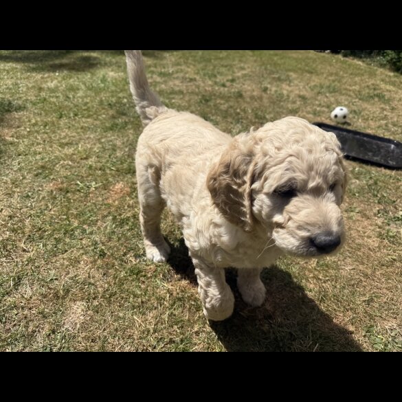 Goldendoodle - Both