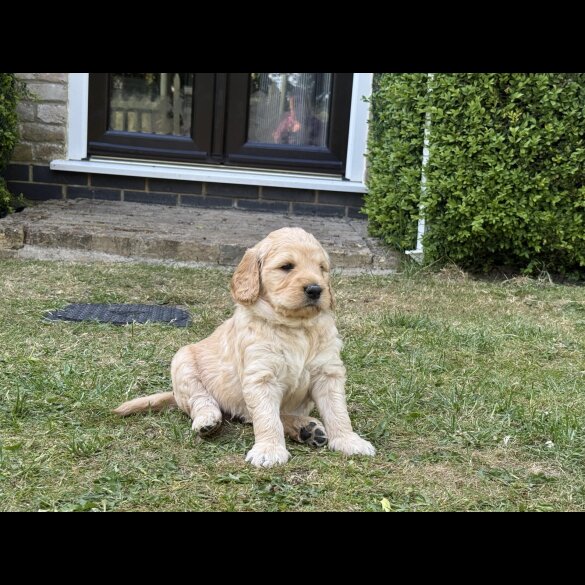 Goldendoodle - Both