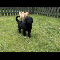 Goldendoodle - Both