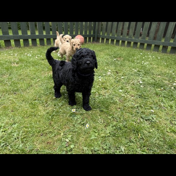 Goldendoodle - Both