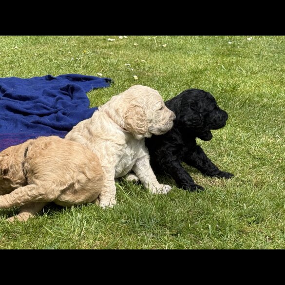 Goldendoodle - Both