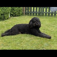 Goldendoodle - Both