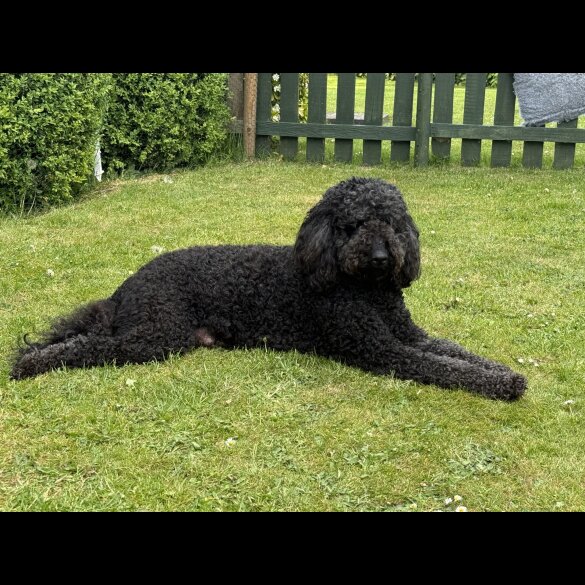 Goldendoodle - Both