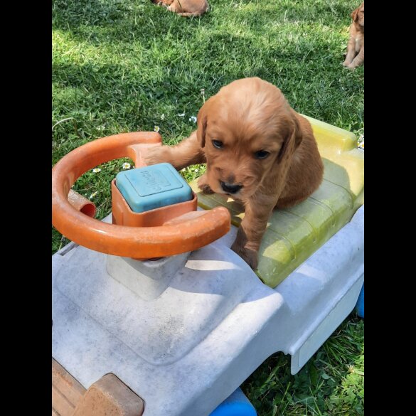 Goldendoodle - Both