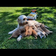 Goldendoodle - Both