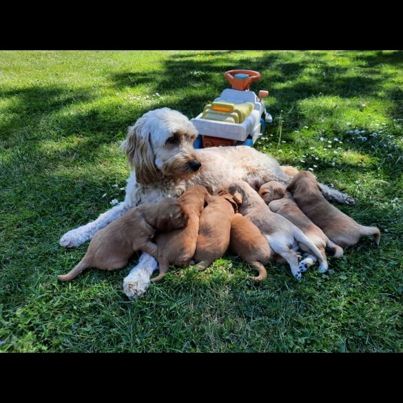 Goldendoodle - Both