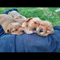 Goldendoodle - Both