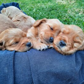 Goldendoodle - Both