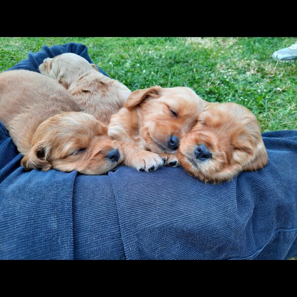 Goldendoodle - Both