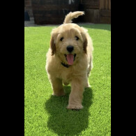 Goldendoodle - Both