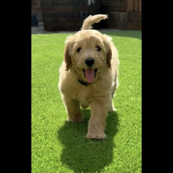 Goldendoodle - Both