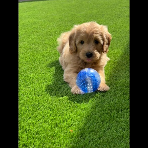 Goldendoodle - Both