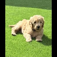 Goldendoodle - Both