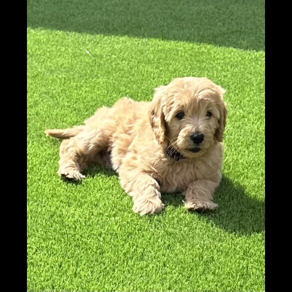 Goldendoodle - Both