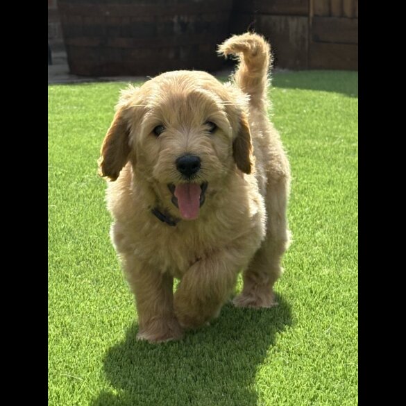 Goldendoodle - Both