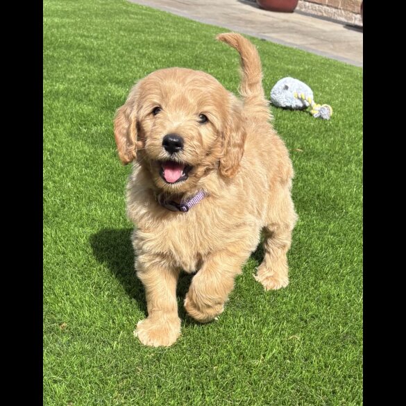 Goldendoodle - Both