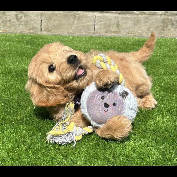 Goldendoodle - Both